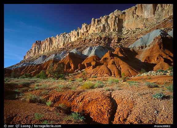 Wildflowers and Waterpocket Fold, afternoon. Capitol Reef National Park, Utah, USA.