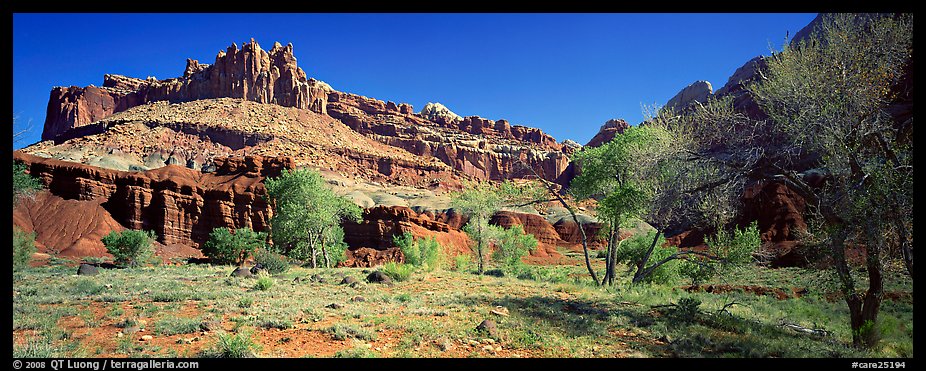 Cottonwoods in spring and Castle rock formation. Capitol Reef National Park (color)