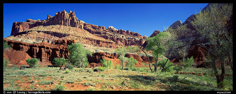 Cottonwoods in spring and Castle rock formation. Capitol Reef National Park (color)