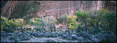 Sagebrush, trees and cliffs with desert varnish. Capitol Reef National Park (Panoramic color)