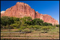 Fruita orchard and cliffs in summer. Capitol Reef National Park, Utah, USA.