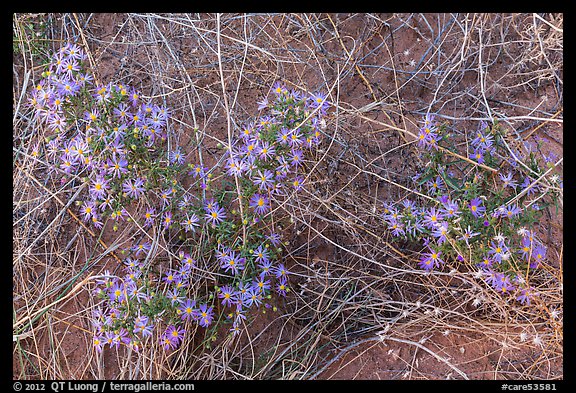 Desert flowers growing on sandy soil. Capitol Reef National Park (color)