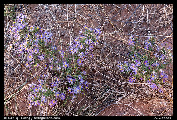 Desert flowers growing on sandy soil. Capitol Reef National Park, Utah, USA.