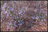 Desert flowers growing on sandy soil. Capitol Reef National Park ( color)