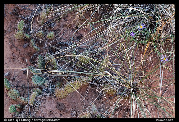 Close-up of ground with flowers, grasses and cactus. Capitol Reef National Park (color)