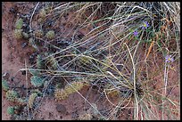 Close-up of ground with flowers, grasses and cactus. Capitol Reef National Park, Utah, USA. (color)