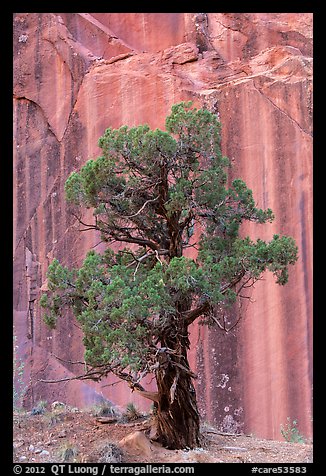 Tree and rock wall, Grand Wash. Capitol Reef National Park (color)