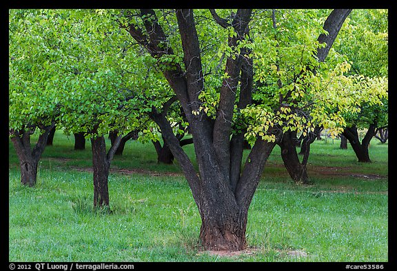 Historic Mulford Orchard, late summer. Capitol Reef National Park, Utah, USA.