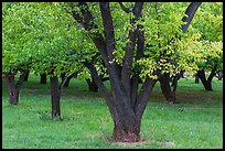 Historic Mulford Orchard, late summer. Capitol Reef National Park, Utah, USA.