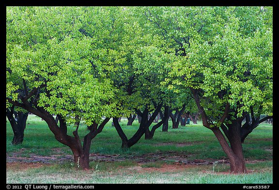 Fruit trees in Mulford Orchard. Capitol Reef National Park, Utah, USA.