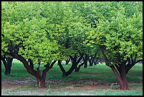 Fruit trees in Mulford Orchard. Capitol Reef National Park, Utah, USA.