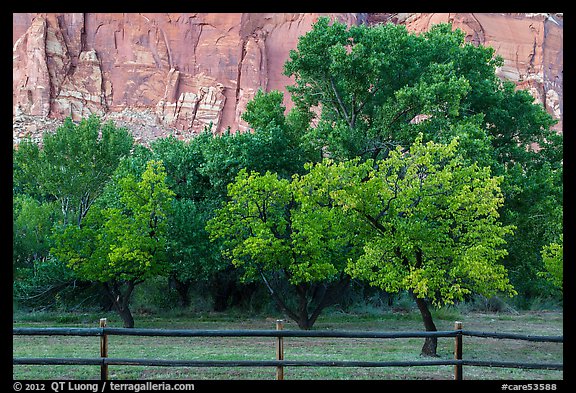 Fruit trees in historic orchard and red cliffs. Capitol Reef National Park, Utah, USA.