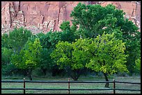 Fruit trees in historic orchard and red cliffs. Capitol Reef National Park, Utah, USA. (color)