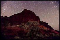 Trees and cliff by night. Capitol Reef National Park, Utah, USA. (color)