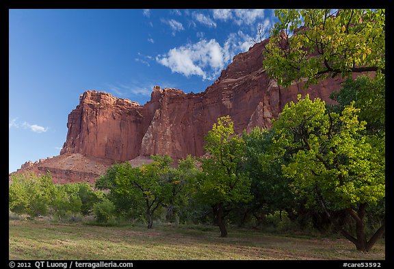 Historic orchard and cliffs, late summer. Capitol Reef National Park, Utah, USA.