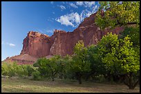 Historic orchard and cliffs, late summer. Capitol Reef National Park, Utah, USA.
