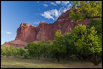 Historic orchard and cliffs, late summer. Capitol Reef National Park ( color)