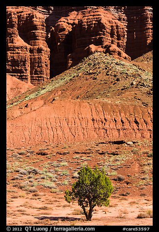 Tree and cliff near Panorama Point. Capitol Reef National Park (color)
