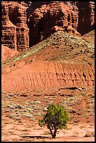 Tree and cliff near Panorama Point. Capitol Reef National Park, Utah, USA. (color)