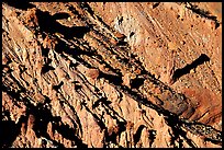 Red slide, early morning. Capitol Reef National Park, Utah, USA.