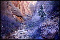 Surprise canyon. Capitol Reef National Park, Utah, USA.