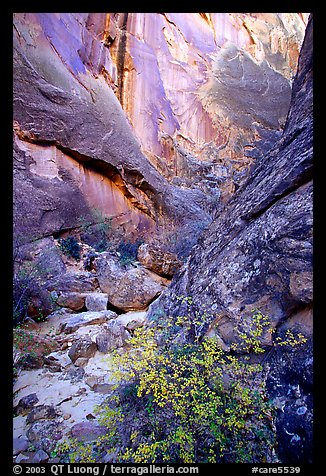 Leaves and patterned wall in Surprise canyon. Capitol Reef National Park (color)