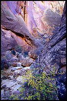 Leaves and patterned wall in Surprise canyon. Capitol Reef National Park, Utah, USA.