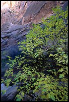 Maple in Surprise canyon. Capitol Reef National Park, Utah, USA. (color)