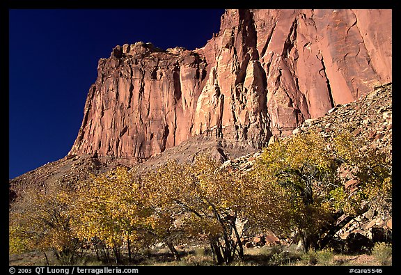 Cottonwods in fall colors and tall cliffs near Fruita. Capitol Reef National Park, Utah, USA.