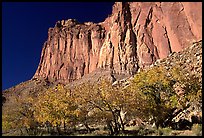 Cottonwods in fall colors and tall cliffs near Fruita. Capitol Reef National Park ( color)