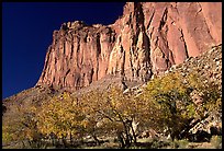 Cottonwods in fall colors and tall cliffs near Fruita. Capitol Reef National Park, Utah, USA. (color)