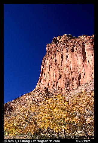 Cottonwods in fall foliage and tall cliffs near Fruita. Capitol Reef National Park, Utah, USA.