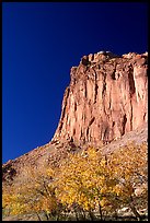 Cottonwods in fall foliage and tall cliffs near Fruita. Capitol Reef National Park, Utah, USA. (color)