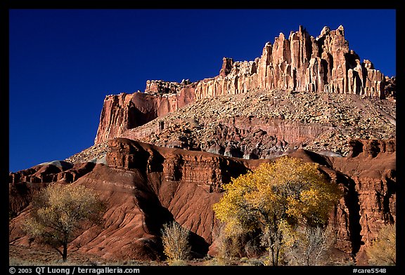 Cottowoods in fall colors at the base of the Castle. Capitol Reef National Park