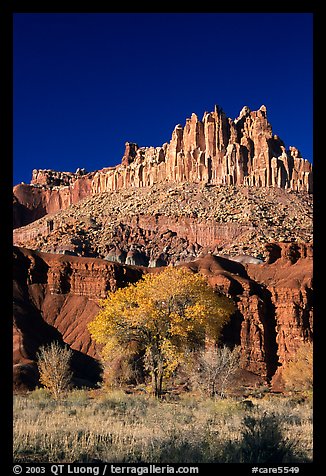 Cottonwods at the base of the Castle during fall. Capitol Reef National Park, Utah, USA.