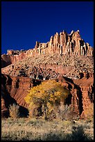 Cottonwods at the base of the Castle during fall. Capitol Reef National Park, Utah, USA.