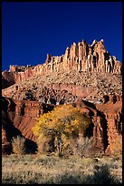 Cottonwods at the base of the Castle during fall. Capitol Reef National Park, Utah, USA. (color)