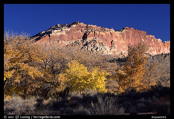 Trees in falls colors and cliffs, Fruita. Capitol Reef National Park, Utah, USA.