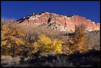 Trees in falls colors and cliffs, Fruita. Capitol Reef National Park, Utah, USA.