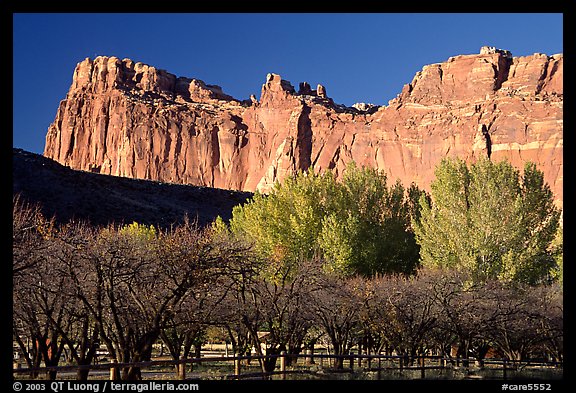 Historic orchard and cliffs. Capitol Reef National Park, Utah, USA.