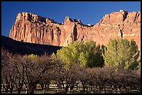 Historic orchard and cliffs. Capitol Reef National Park, Utah, USA.