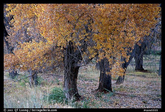 Orchard trees in fall foliage, Fuita. Capitol Reef National Park (color)