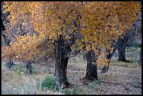 Orchard trees in fall foliage, Fuita. Capitol Reef National Park, Utah, USA. (color)