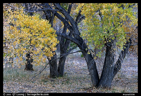 Orchard trees in fall colors, Fuita. Capitol Reef National Park (color)