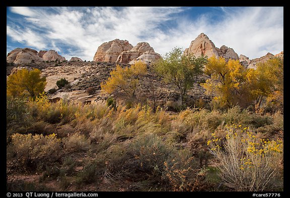 Srubs and trees in autum under white sandstone domes. Capitol Reef National Park, Utah, USA.