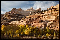 Sandstone domes tower above cottonwoods in Fremont River Gorge. Capitol Reef National Park, Utah, USA. (color)