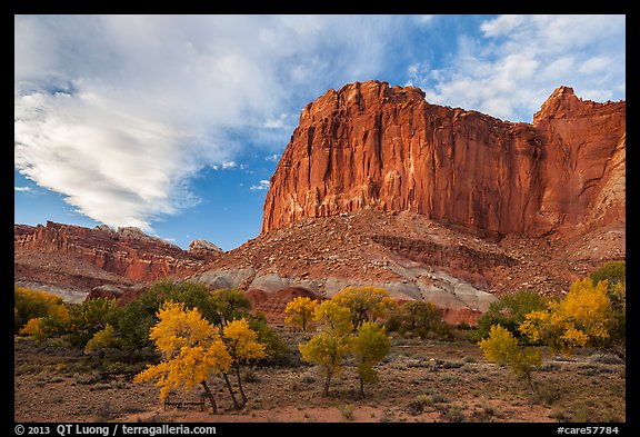 Cliffs towering above Fruita trees in autumn, sunset. Capitol Reef National Park, Utah, USA.