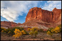 Cliffs towering above Fruita trees in autumn, sunset. Capitol Reef National Park, Utah, USA.