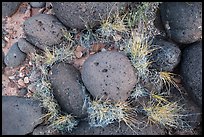 Ground View with basalt boulders and grass. Capitol Reef National Park ( color)