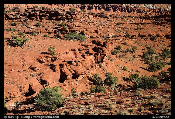 Junipers and red Moenkopi Formation sandstone. Capitol Reef National Park, Utah, USA.